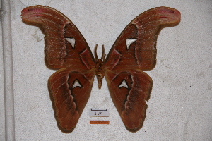  (Attacus lorquinii - BC-RBP-0579)  @14 [ ] Copyright (2010) Ron Brechlin Research Collection of Ron Brechlin