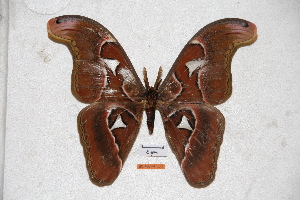  (Attacus lorquinii lorquinii - BC-RBP-0580)  @11 [ ] Copyright (2010) Ron Brechlin Research Collection of Ron Brechlin