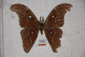  (Attacus lorquinii calayanensis - BC-RBP-0583)  @14 [ ] Copyright (2010) Ron Brechlin Research Collection of Ron Brechlin