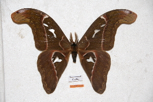  (Attacus caesar - BC-RBP-0584)  @14 [ ] Copyright (2010) Ron Brechlin Research Collection of Ron Brechlin