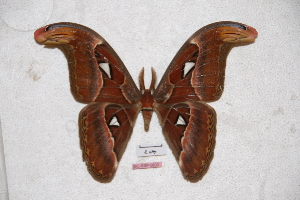  (Attacus mcmulleni - BC-RBP-0601)  @13 [ ] Copyright (2010) Ron Brechlin Research Collection of Ron Brechlin