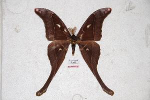  (Coscinocera aruensis - BC-RBP-0606)  @14 [ ] Copyright (2010) Ron Brechlin Research Collection of Ron Brechlin
