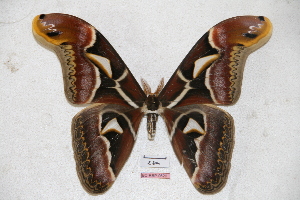  (Archaeoattacus edwardsii - BC-RBP-0620)  @15 [ ] Copyright (2010) Ron Brechlin Research Collection of Ron Brechlin