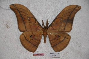  (Antheraea yamamai titan - BC-RBP-0675)  @11 [ ] Copyright (2010) Ron Brechlin Research Collection of Ron Brechlin