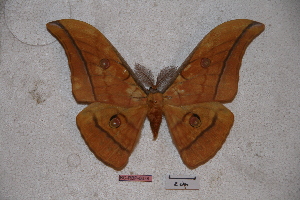  (Antheraea yamamai superba - BC-RBP-0678)  @13 [ ] Copyright (2010) Ron Brechlin Research Collection of Ron Brechlin