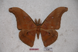  (Antheraea mindanaoana - BC-RBP-0693)  @13 [ ] Copyright (2010) Ron Brechlin Research Collection of Ron Brechlin