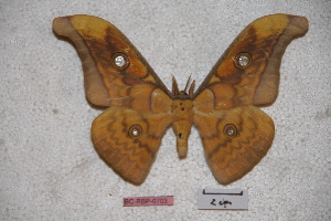  (Antheraea frithi - BC-RBP-0703)  @14 [ ] Copyright (2010) Ron Brechlin Research Collection of Ron Brechlin