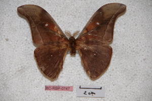  (Antheraea paukpelengensis - BC-RBP-0747)  @14 [ ] Copyright (2010) Ron Brechlin Research Collection of Ron Brechlin