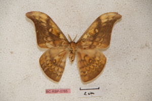  (Antheraea puncakensis - BC-RBP-0765)  @14 [ ] Copyright (2010) Ron Brechlin Research Collection of Ron Brechlin