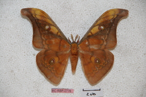  (Antheraea gschwandneri - BC-RBP-0776)  @13 [ ] Copyright (2010) Ron Brechlin Research Collection of Ron Brechlin