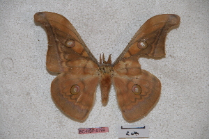  (Antheraea tenggarensis - BC-RBP-0799)  @13 [ ] Copyright (2010) Ron Brechlin Research Collection of Ron Brechlin
