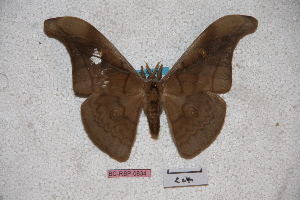  (Antheraea schroederi - BC-RBP-0834)  @13 [ ] Copyright (2010) Ron Brechlin Research Collection of Ron Brechlin