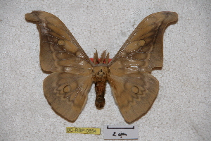  (Antheraea cernyi - BC-RBP-0854)  @13 [ ] Copyright (2010) Ron Brechlin Research Collection of Ron Brechlin