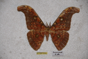  (Antheraea larissa mindoroensis - BC-RBP-0904)  @14 [ ] Copyright (2010) Ron Brechlin Research Collection of Ron Brechlin