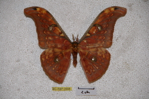  (Antheraea larissa palawarissa - BC-RBP-0908)  @14 [ ] Copyright (2010) Ron Brechlin Research Collection of Ron Brechlin