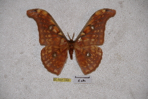  (Antheraea larissa palawarissa - BC-RBP-0909)  @14 [ ] Copyright (2010) Ron Brechlin Research Collection of Ron Brechlin