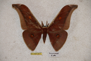  (Antheraea sahi - BC-RBP-0917)  @14 [ ] Copyright (2010) Ron Brechlin Research Collection of Ron Brechlin