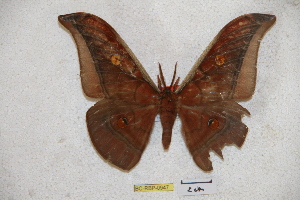  (Antheraea rudloffi - BC-RBP-0947)  @12 [ ] Copyright (2010) Ron Brechlin Research Collection of Ron Brechlin