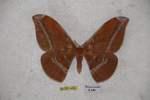  (Antheraea tenasserimensis - BC-RBP-0965)  @13 [ ] Copyright (2010) Ron Brechlin Research Collection of Ron Brechlin