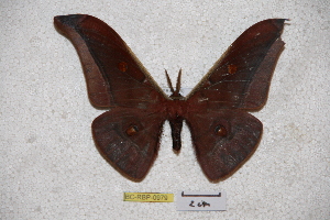  ( - BC-RBP-0979)  @12 [ ] Copyright (2010) Ron Brechlin Research Collection of Ron Brechlin