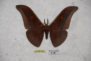  ( - BC-RBP-0981)  @12 [ ] Copyright (2010) Ron Brechlin Research Collection of Ron Brechlin