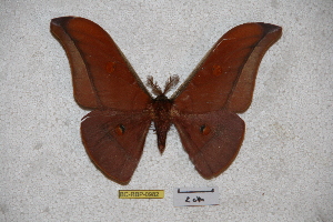  ( - BC-RBP-0982)  @12 [ ] Copyright (2010) Ron Brechlin Research Collection of Ron Brechlin