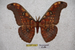  (Antheraea larissa - BC-RBP-1458)  @15 [ ] Copyright (2010) Ron Brechlin Research Collection of Ron Brechlin