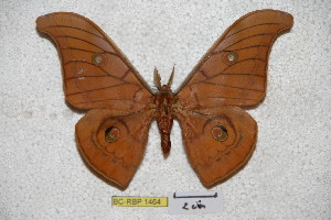  (Antheraea malakkana - BC-RBP-1464)  @14 [ ] Copyright (2010) Ron Brechlin Research Collection of Ron Brechlin