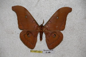  (Antheraea malakkana - BC-RBP-1465)  @14 [ ] Copyright (2010) Ron Brechlin Research Collection of Ron Brechlin