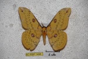  (Loepa septentrionalis - BC-RBP-1498)  @11 [ ] Copyright (2010) Ron Brechlin Research Collection of Ron Brechlin