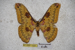  (Loepa nepalensis - BC-RBP-1504)  @12 [ ] Copyright (2010) Ron Brechlin Research Collection of Ron Brechlin
