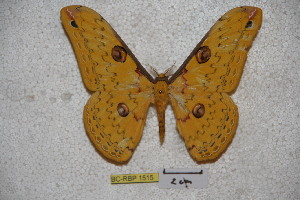  (Loepa diversiocellata - BC-RBP-1515)  @11 [ ] Copyright (2010) Ron Brechlin Research Collection of Ron Brechlin