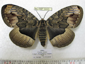  (Brahmaea certhia - BC-RBP 3333)  @15 [ ] Copyright (2010) Ron Brechlin Research Collection of Ron Brechlin