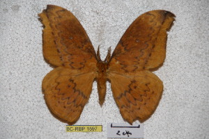  (Syntherata papuensis - BC-RBP-1597)  @11 [ ] Copyright (2010) Ron Brechlin Research Collection of Ron Brechlin