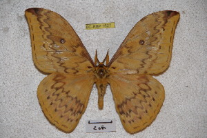  (Syntherata michaschaarschmidti - BC-RBP-1627)  @14 [ ] Copyright (2010) Ron Brechlin Research Collection of Ron Brechlin