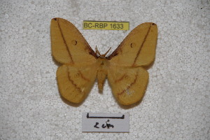  (Neodiphthera beogana - BC-RBP-1633)  @13 [ ] Copyright (2010) Ron Brechlin Research Collection of Ron Brechlin