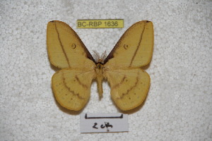  (Neodiphthera mapiana - BC-RBP-1636)  @13 [ ] Copyright (2010) Ron Brechlin Research Collection of Ron Brechlin