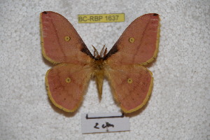  (Neodiphthera mapiana - BC-RBP-1637)  @13 [ ] Copyright (2010) Ron Brechlin Research Collection of Ron Brechlin