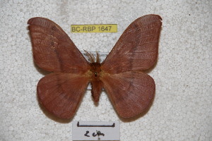  (Neodiphthera excavus - BC-RBP-1647)  @14 [ ] Copyright (2010) Ron Brechlin Research Collection of Ron Brechlin
