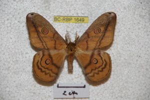  (Neodiphthera rhythmica - BC-RBP-1649)  @15 [ ] Copyright (2010) Ron Brechlin Research Collection of Ron Brechlin