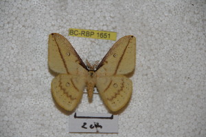  (Neodiphthera albimorobana - BC-RBP-1651)  @14 [ ] Copyright (2010) Ron Brechlin Research Collection of Ron Brechlin