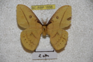  (Neodiphthera morobana - BC-RBP-1656)  @13 [ ] Copyright (2010) Ron Brechlin Research Collection of Ron Brechlin