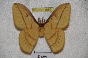  (Neodiphthera arfakiana - BC-RBP-1660)  @11 [ ] Copyright (2010) Ron Brechlin Research Collection of Ron Brechlin