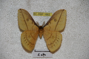 (Neodiphthera nabiriana - BC-RBP-1662)  @13 [ ] Copyright (2010) Ron Brechlin Research Collection of Ron Brechlin