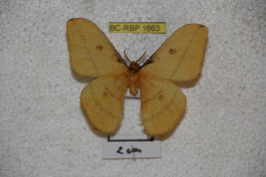  (Neodiphthera kubangana - BC-RBP-1663)  @13 [ ] Copyright (2010) Ron Brechlin Research Collection of Ron Brechlin
