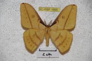  (Neodiphthera wamenana - BC-RBP-1665)  @13 [ ] Copyright (2010) Ron Brechlin Research Collection of Ron Brechlin