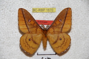 (Neodiphthera schaarschmidti - BC-RBP-1670)  @14 [ ] Copyright (2010) Ron Brechlin Research Collection of Ron Brechlin