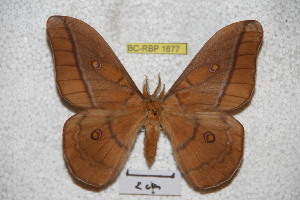  (Neodiphthera foucheri - BC-RBP-1677)  @13 [ ] Copyright (2010) Ron Brechlin Research Collection of Ron Brechlin