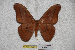  (Neodiphthera intermedia - BC-RBP-1684)  @13 [ ] Copyright (2010) Ron Brechlin Research Collection of Ron Brechlin