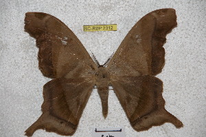  ( - BC-RBP-2312)  @14 [ ] Copyright (2010) Ron Brechlin Research Collection of Ron Brechlin